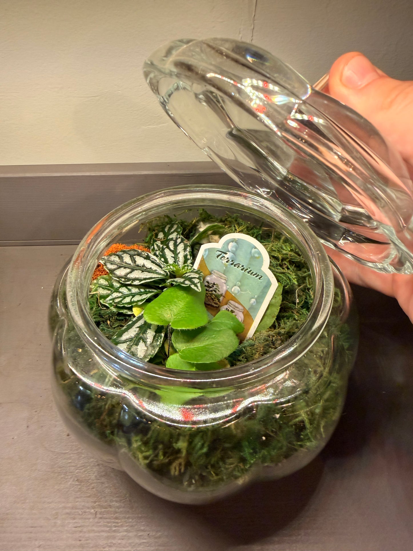 Glass Pumpkin Terrarium