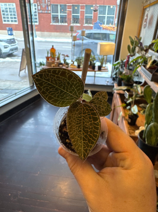 Anoectochilus Roxburghii ‘Hong Sia’ Jewel Orchid