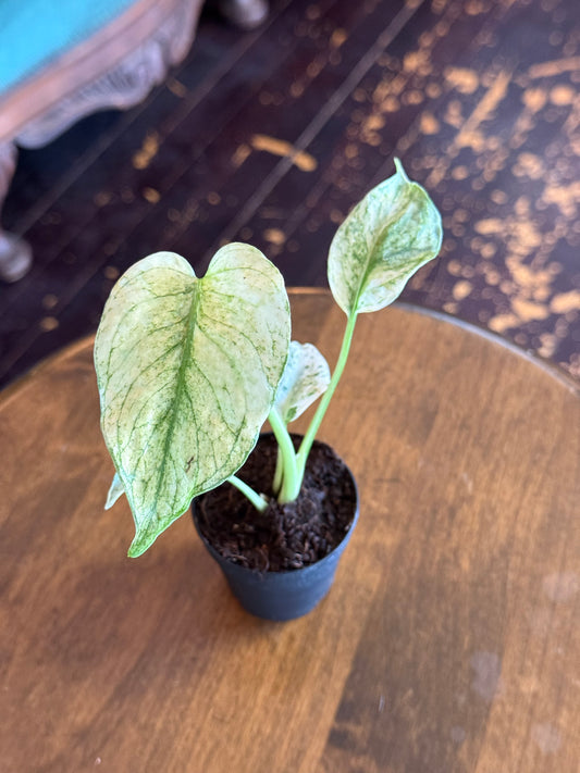Monstera White Monster