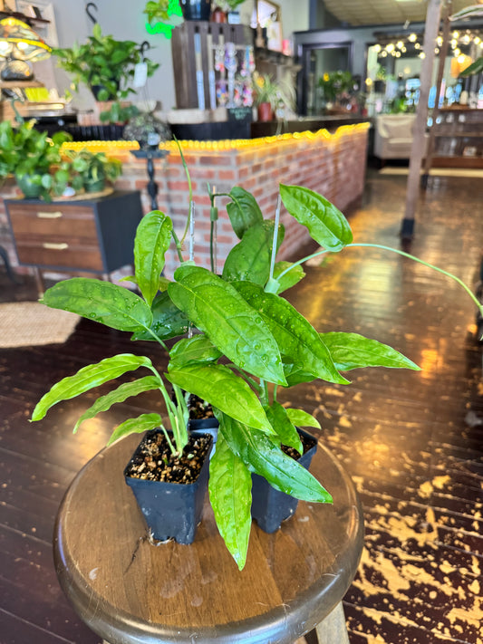 Monstera Obliqua ‘Amazonas’