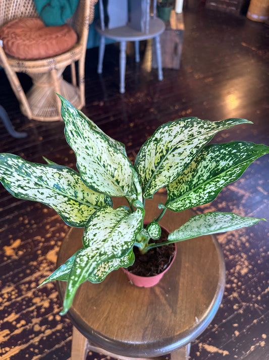 Aglaonema Snow White