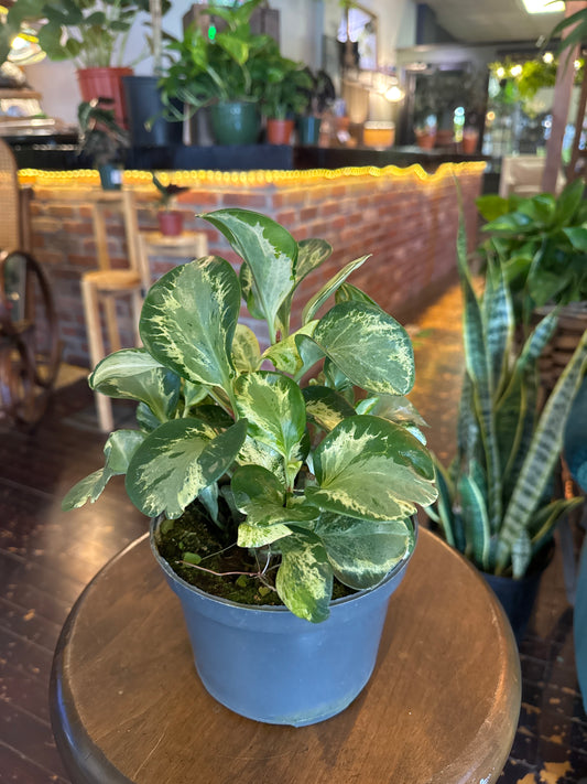 Golden Gate Peperomia