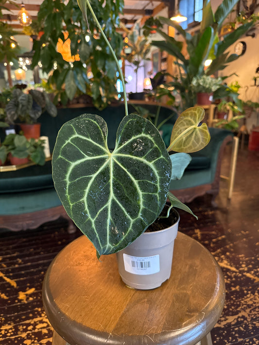 Anthurium Clarinervium Hybrid Sulaniana