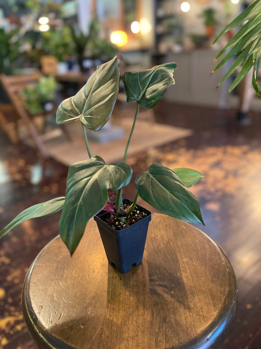 Philodendron Summer Glory