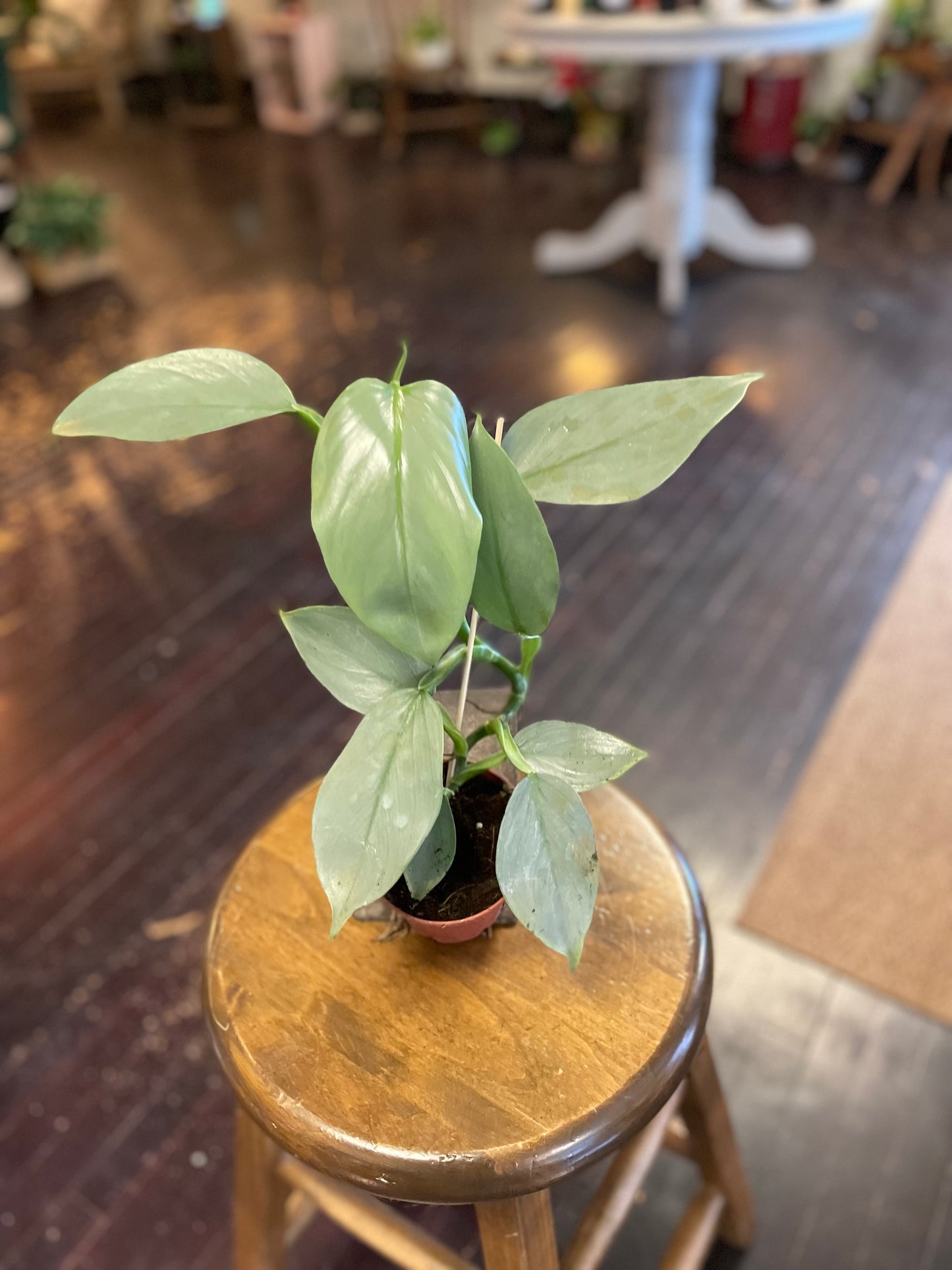 Philodendron Silver Sword