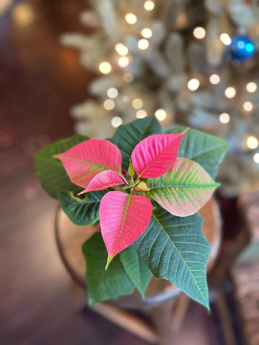 4" Small Poinsettia