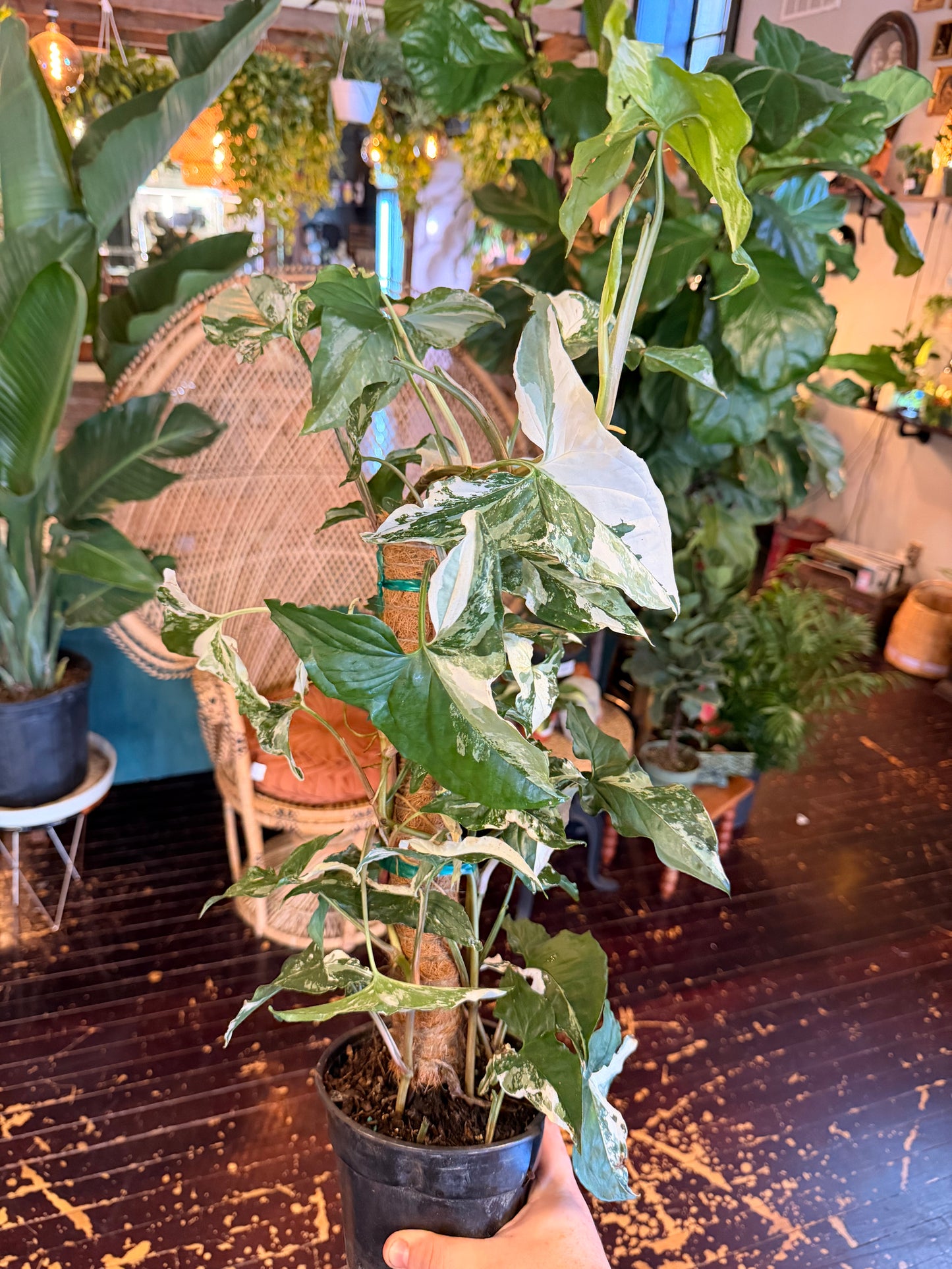 Syngonium Albo