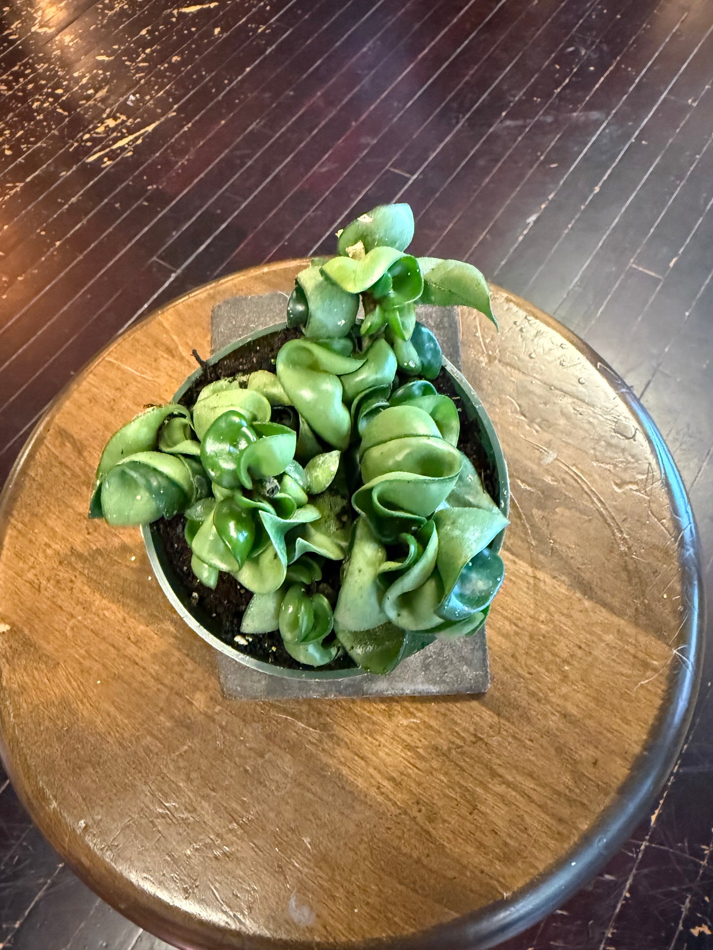 Hoya Compacta 'Hindu Rope'