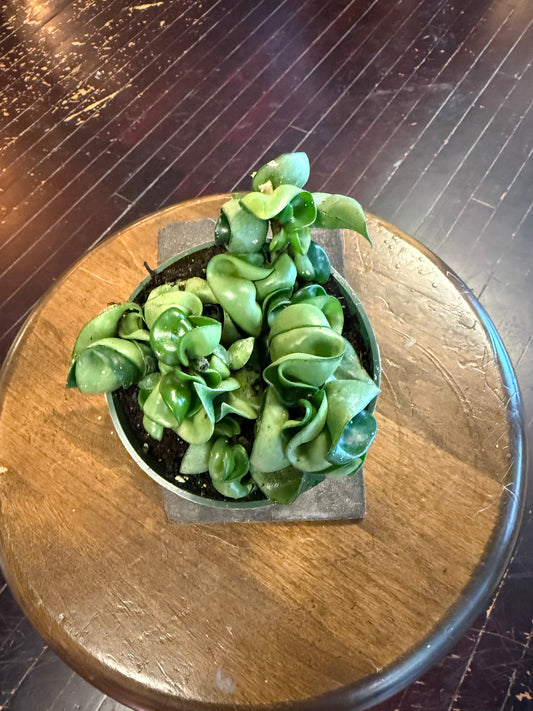 Hoya Compacta 'Hindu Rope'