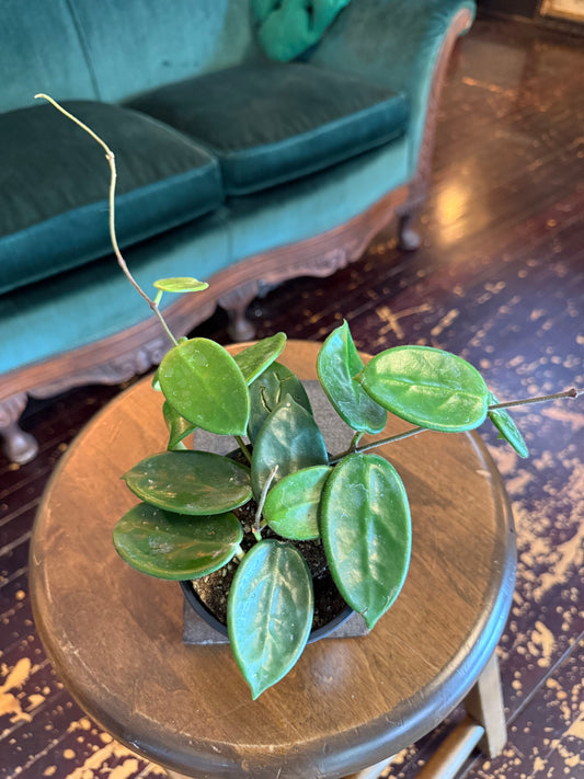 Hoya Vanviengiensis