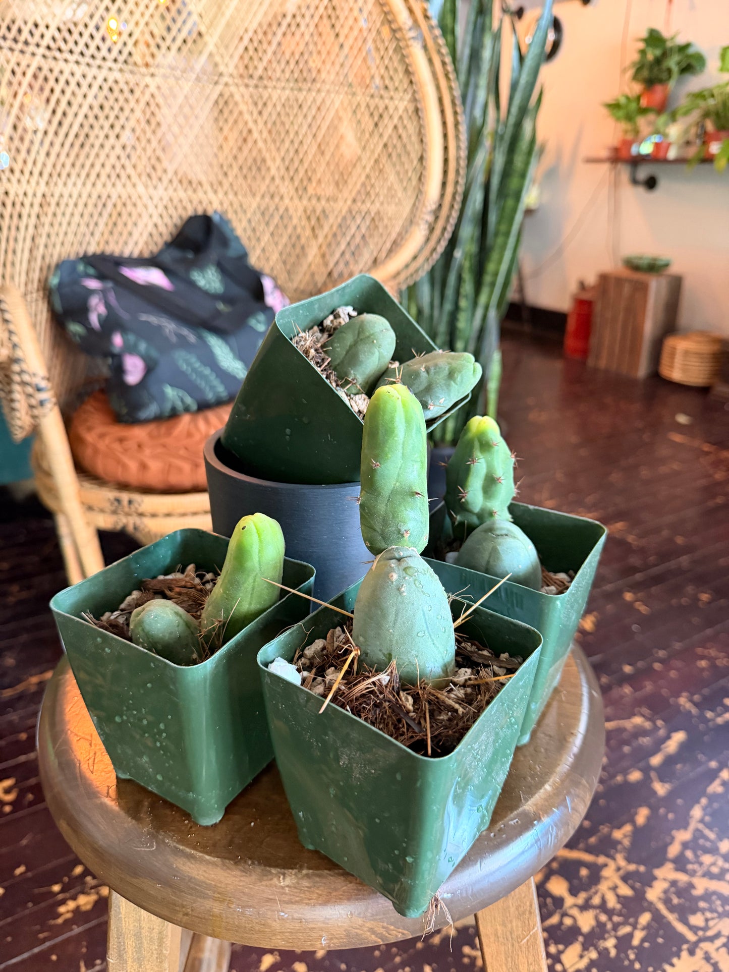 'Penis Cactus' Trichocereus bridgesii monstrose