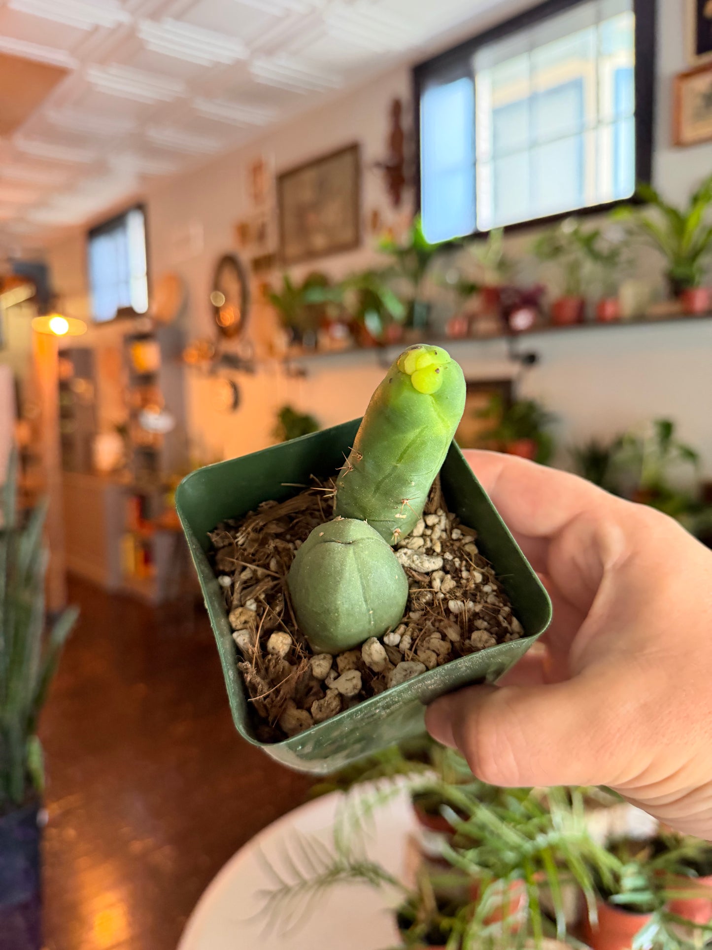 'Penis Cactus' Trichocereus bridgesii monstrose