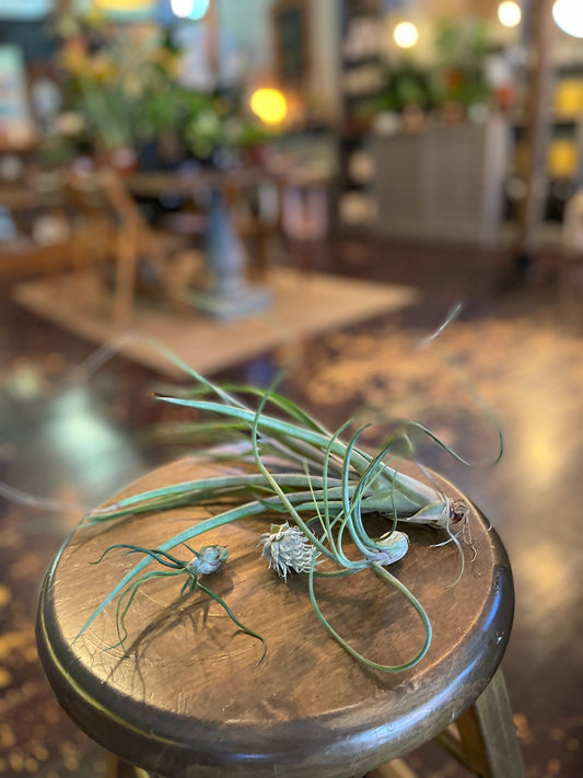 Airplants