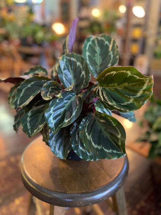 Calathea Medallion