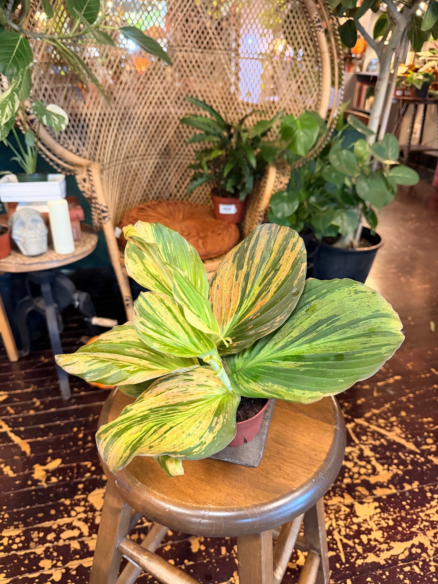 Kaempferia Jungle Rose