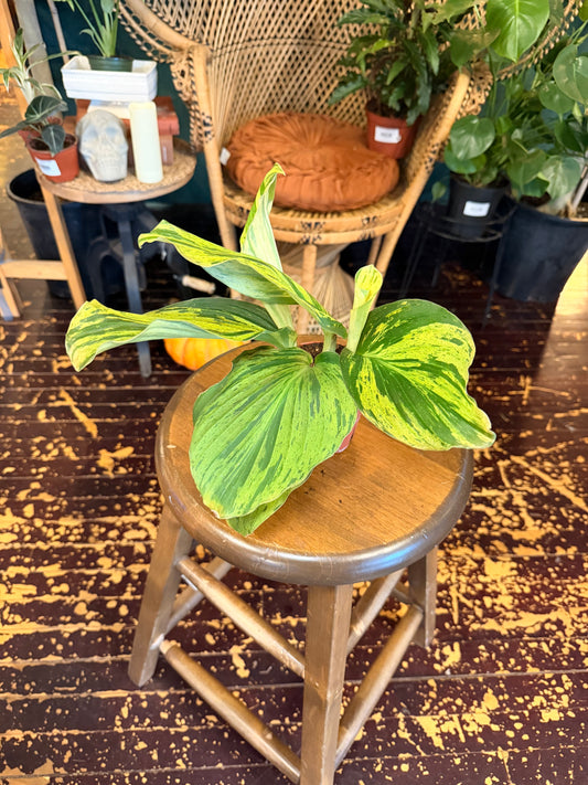 Kaempferia Cobra Lime