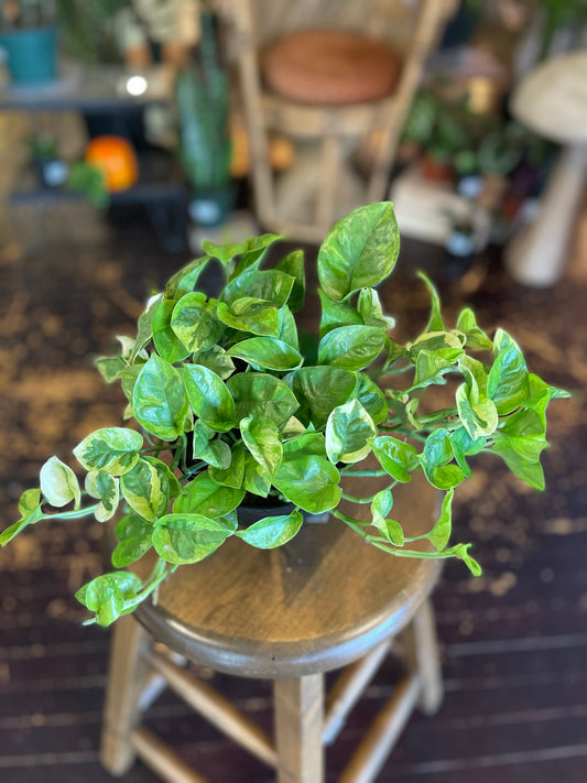 Lemon Meringue Pothos