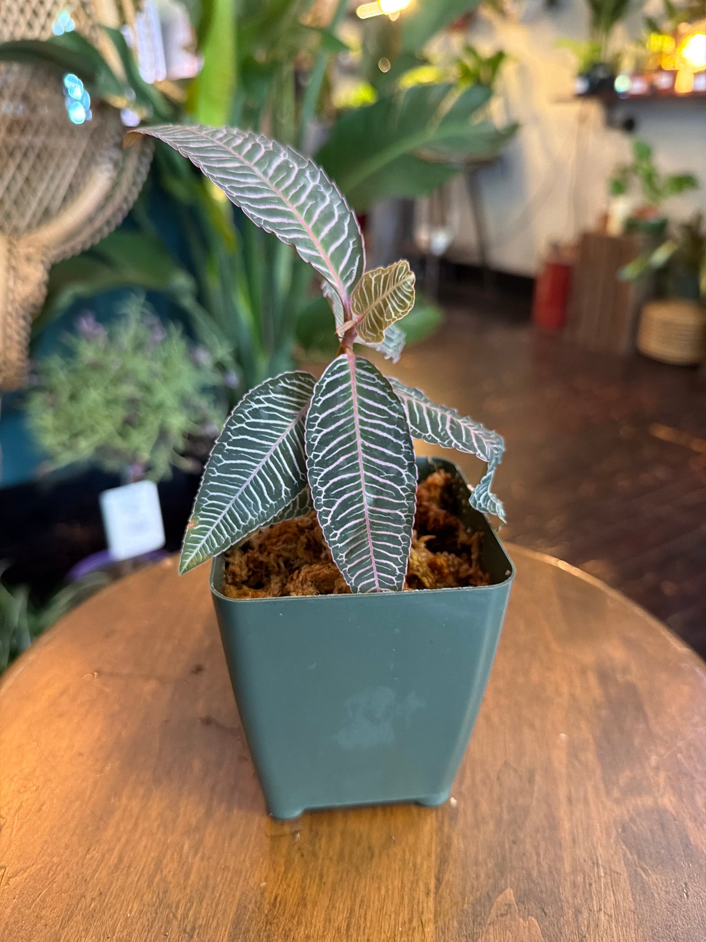 Labisia sp. Pink Vein
