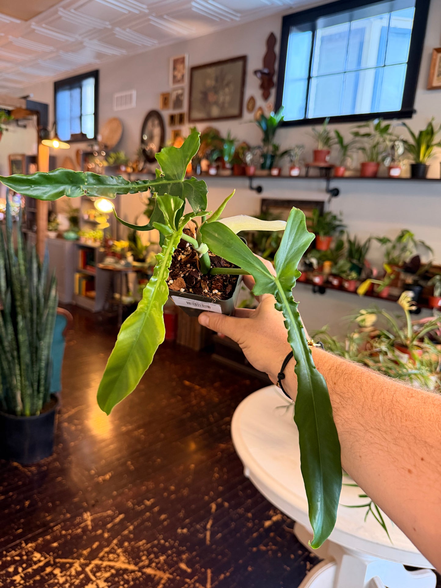 Philodendron 'Belle Isle'