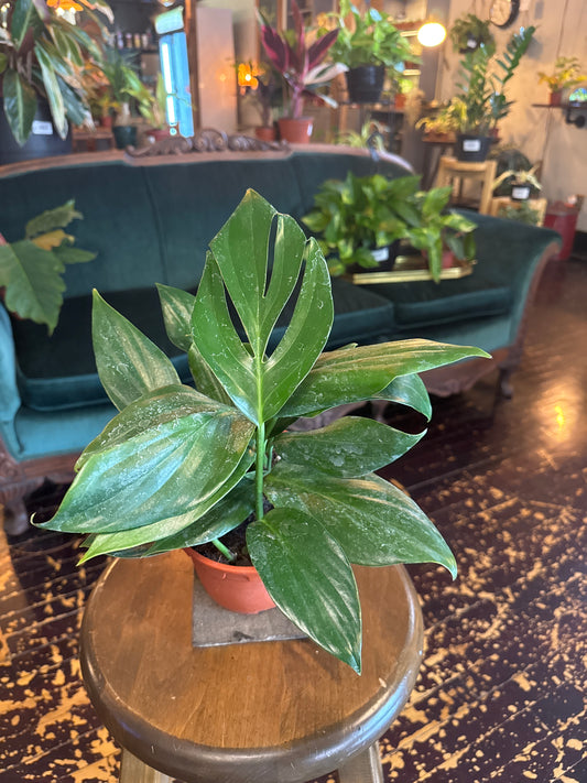 Rhapidophora 'Dragon Tail'