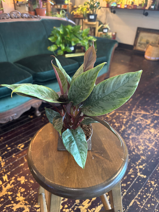 Purple Sword Apoballis Lavallaei