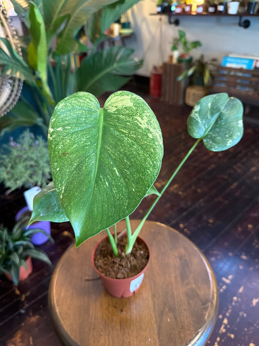 CYBER MONDAY: Monstera White Monster 1087