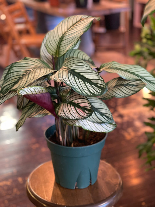 Calathea White Star