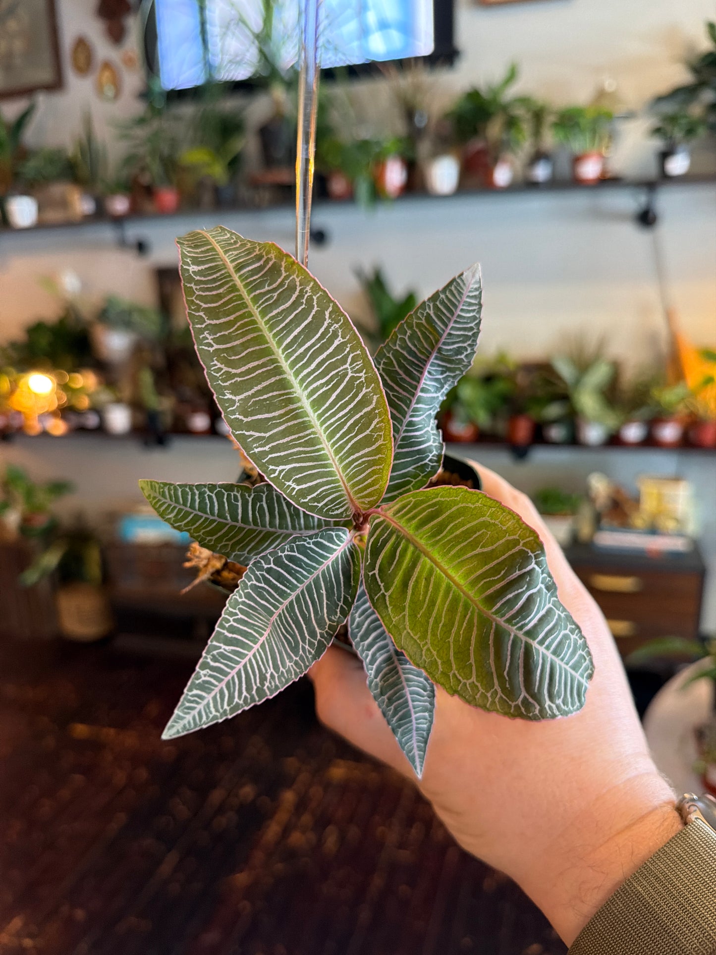 CYBER MONDAY: Labisia sp. Pink Vein 1093
