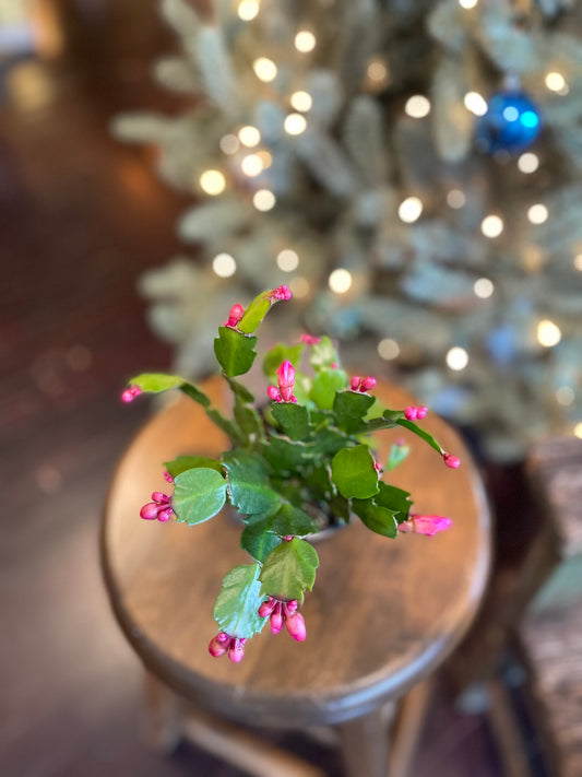 Holiday Cactus