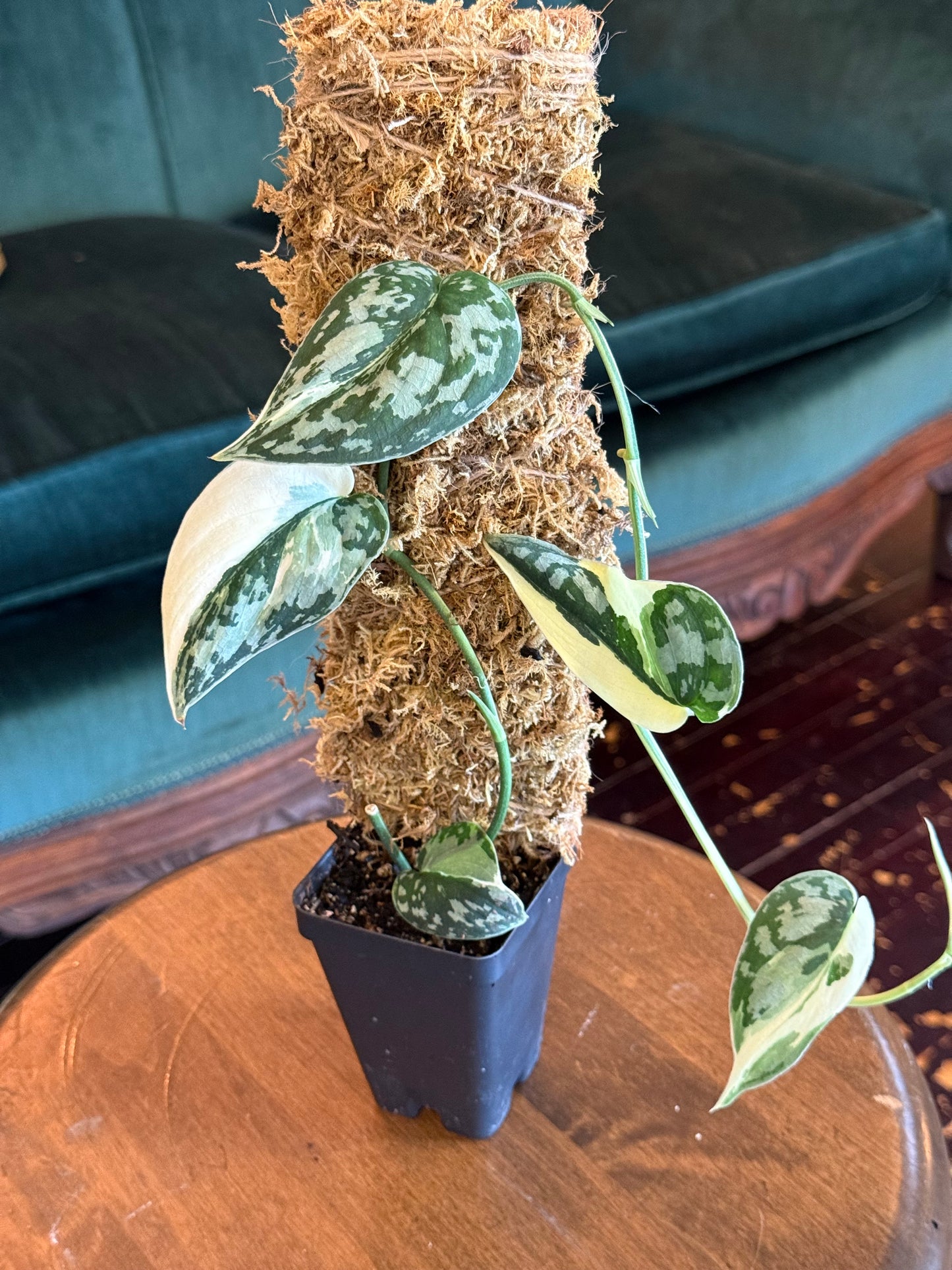 Scindapsus pictus 'Mangurai' Variegated