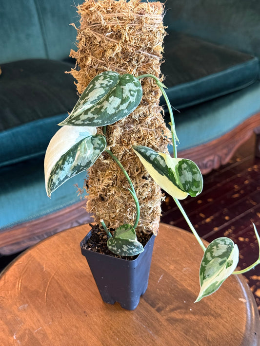 Scindapsus pictus 'Mangurai' Variegated