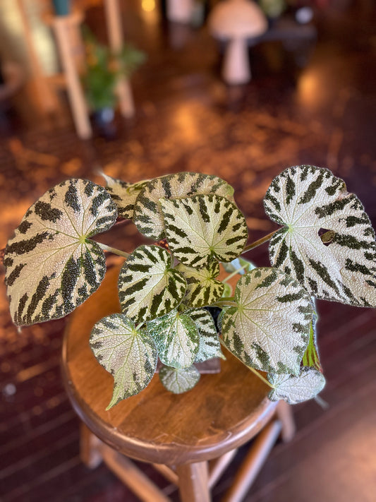 Begonia Silver Jewel