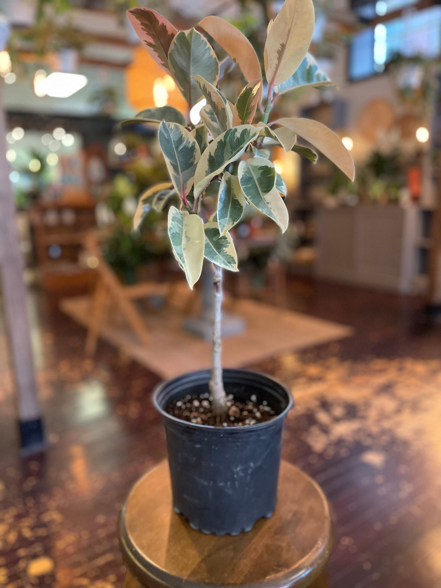 8” Ficus Ruby Tineke