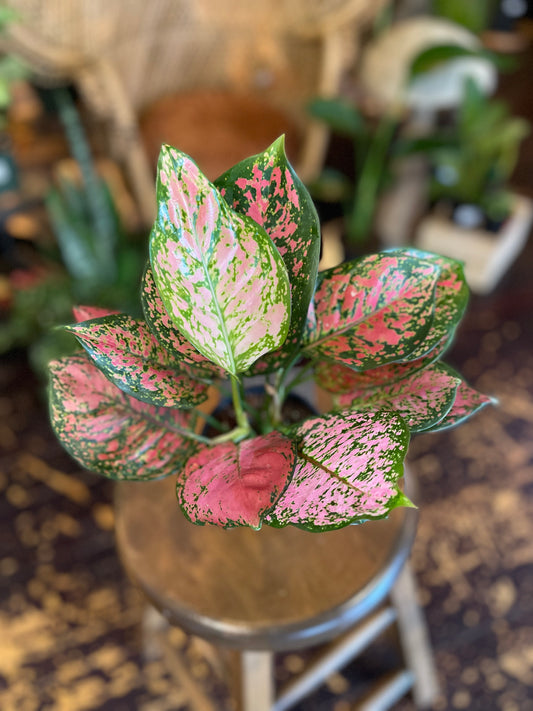 Aglaonema Red Valentine