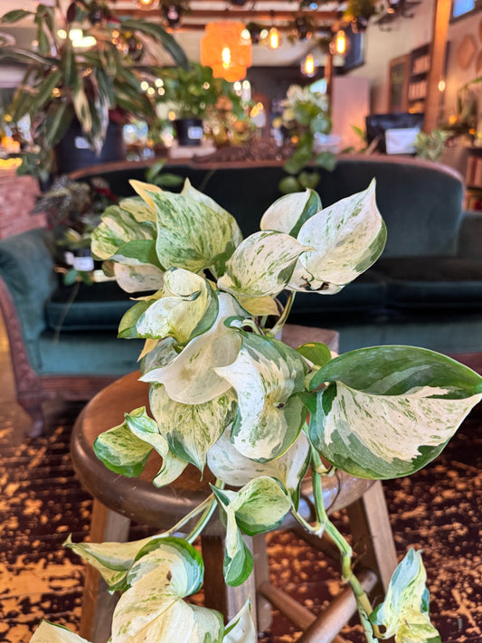 Epipremnum Manjula