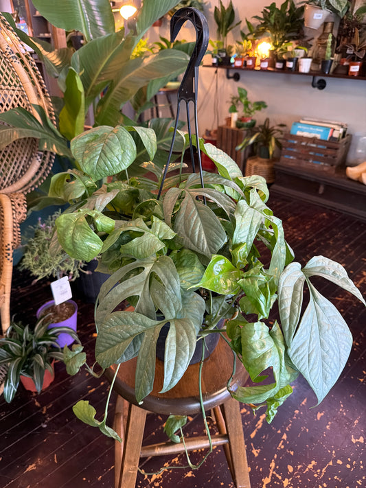 CYBER MONDAY: Amydrium Silver "Spider Man Monstera"