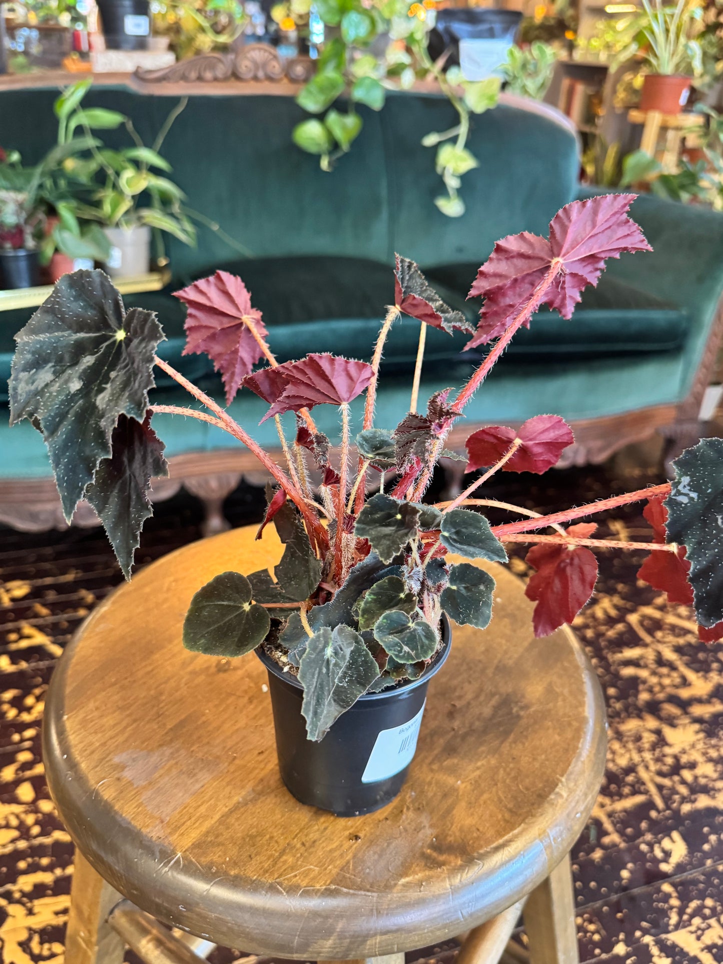 Begonia Black Velvet