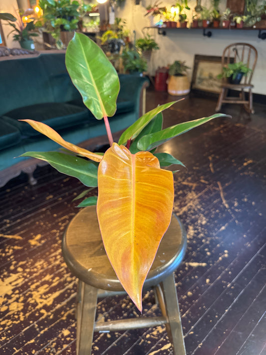 Philodendron Sun Red
