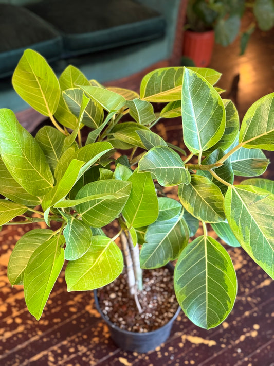 Ficus Altissima