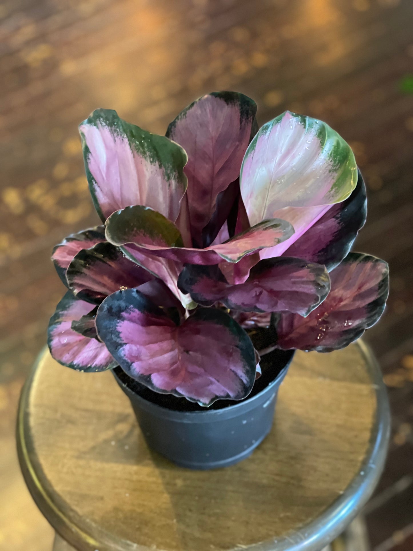 Calathea Pink Star – The Conservatory