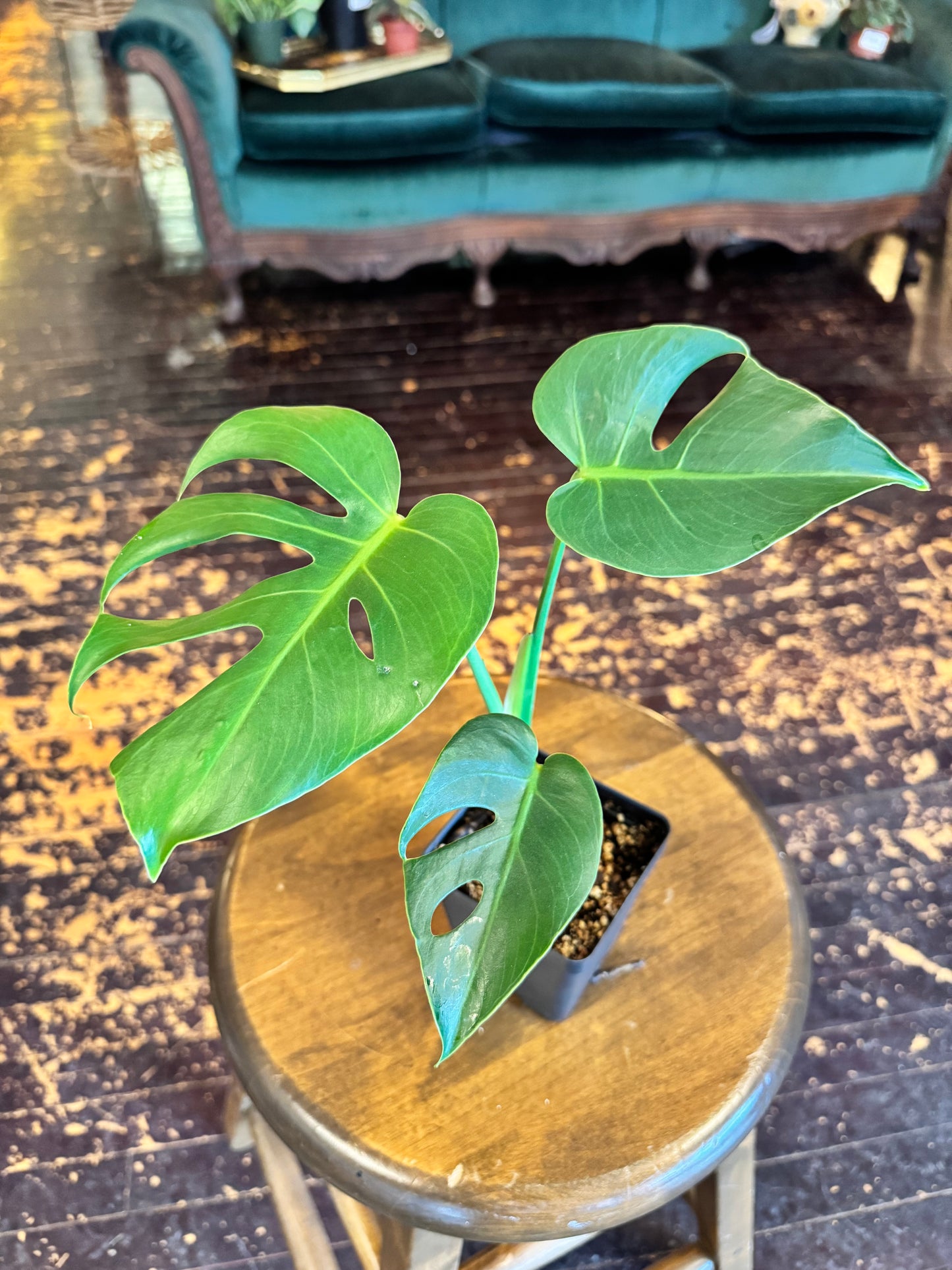 Monstera deliciosa 'Compacta' *Kunzo lineage*