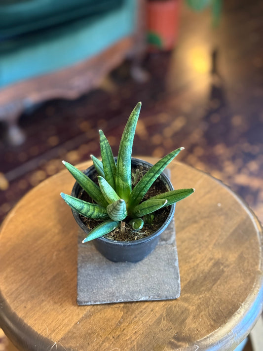 Sansevieria Hedgehog