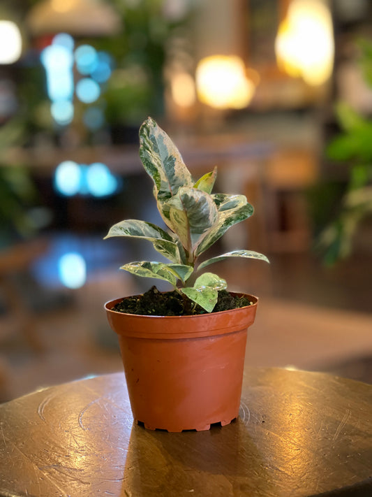 Ficus Shivereana 'moonshine'