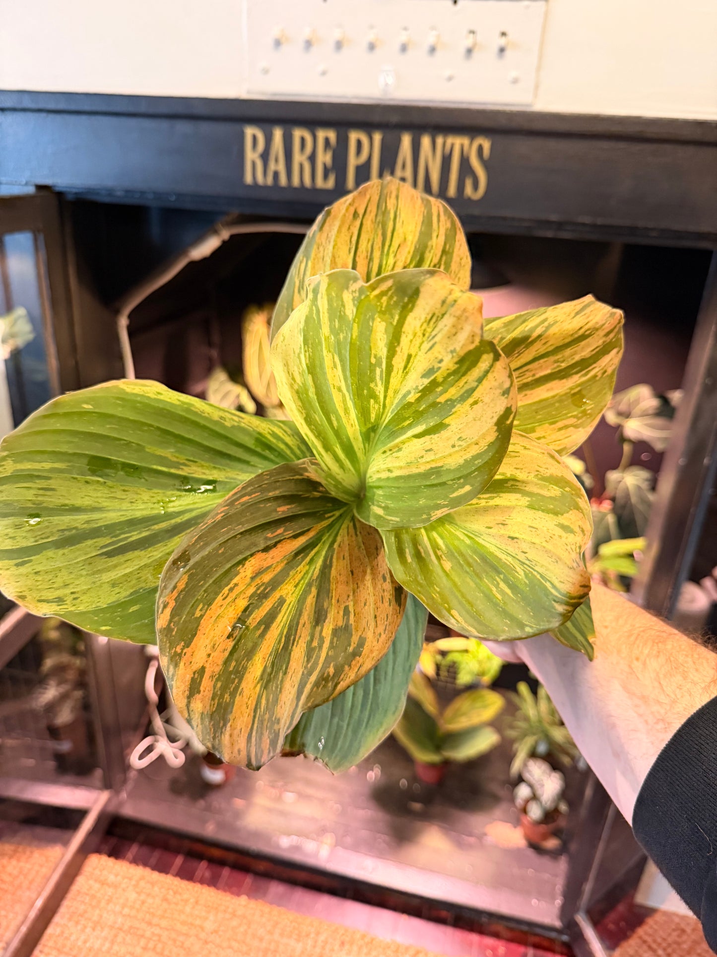 Kaempferia Jungle Rose