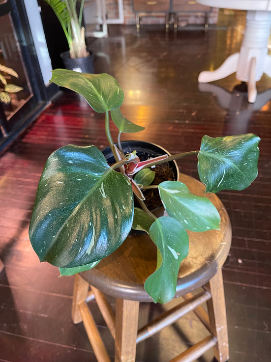 Philodendron White Knight