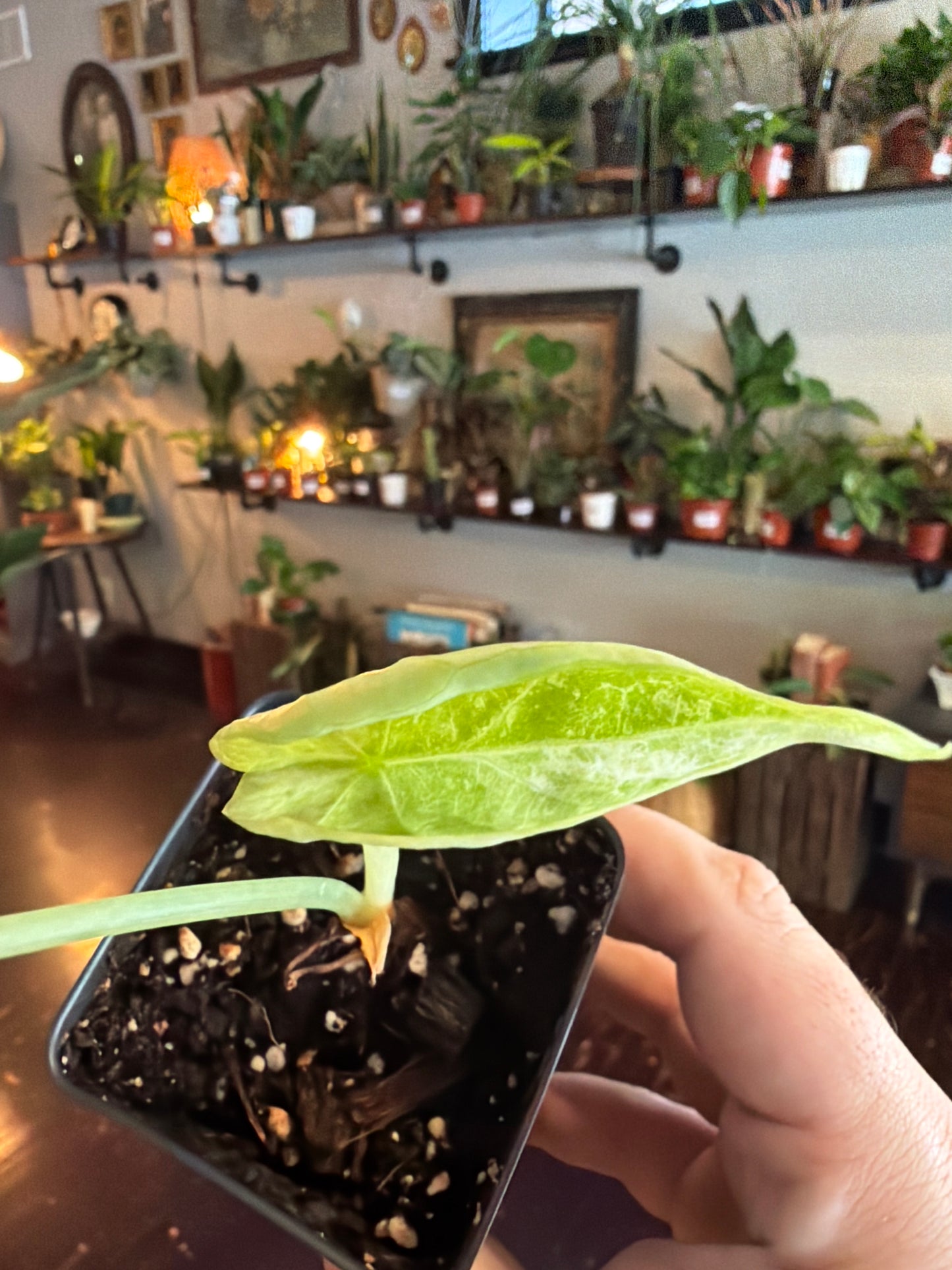 CYBER MONDAY: Alocasia Dragon Scale Albo Variegated