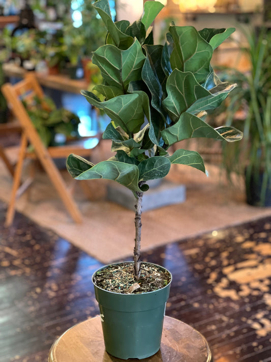 6” Medium Fiddle Leaf Fig