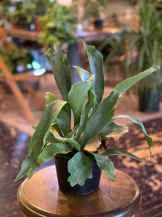 Staghorn Fern