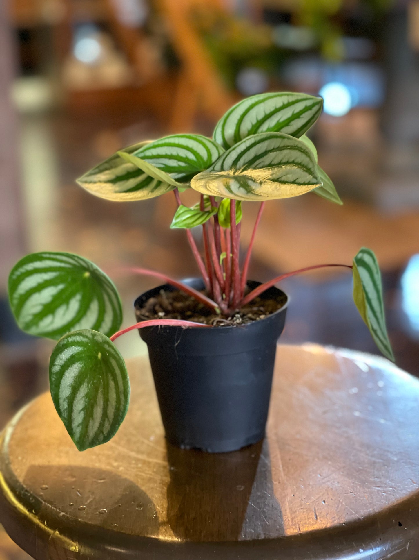 Watermelon Peperomia