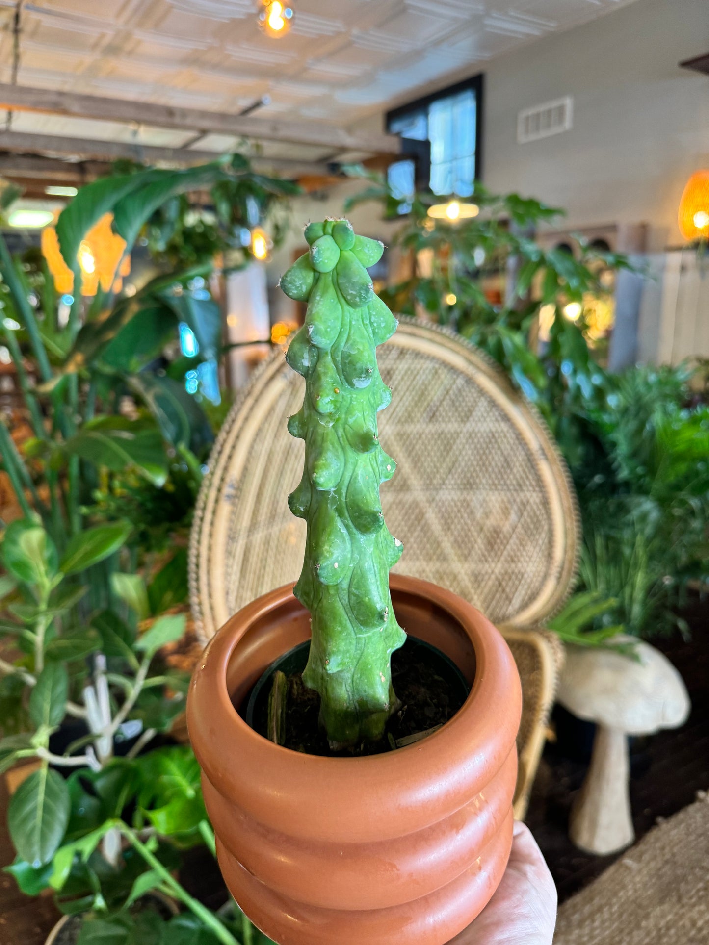 Boobie Cactus